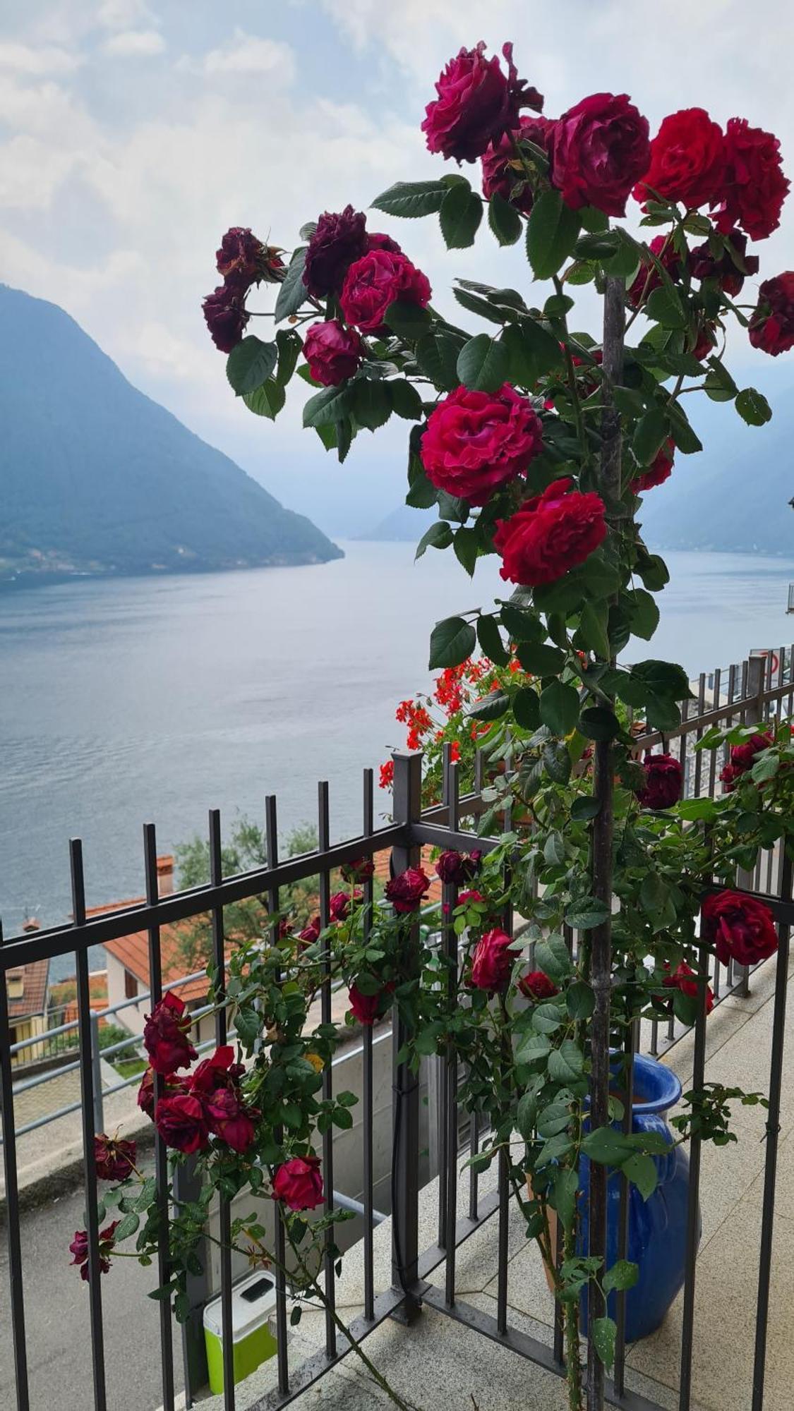 Colonno Panoramica Lago Di Como Zewnętrze zdjęcie